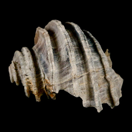 1.6" Ecphora Gardnerae Gastropod Fossil Shell Lee Creek Miocene Epoch North Carolina