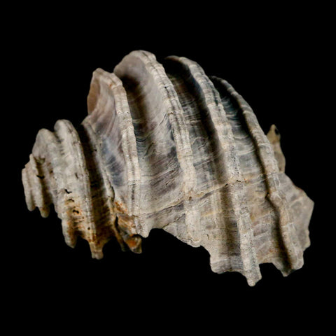 1.6" Ecphora Gardnerae Gastropod Fossil Shell Lee Creek Miocene Epoch North Carolina - Fossil Age Minerals