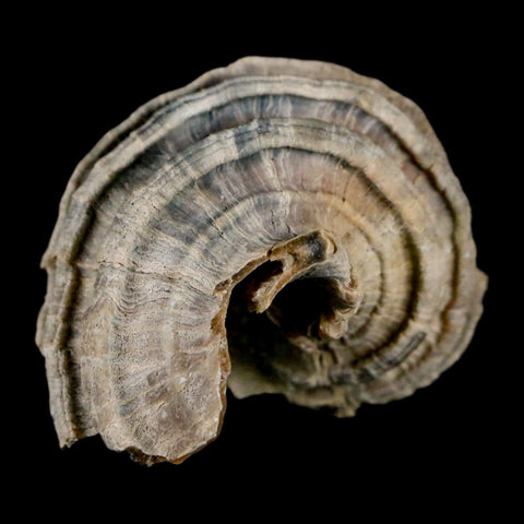 1.6" Ecphora Gardnerae Gastropod Fossil Shell Lee Creek Miocene Epoch North Carolina - Fossil Age Minerals