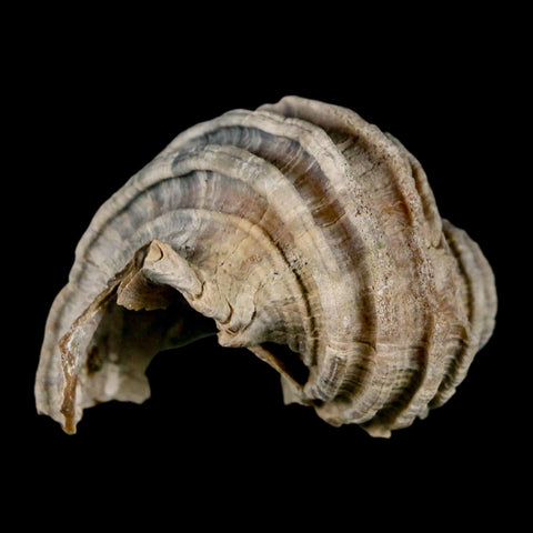 1.6" Ecphora Gardnerae Gastropod Fossil Shell Lee Creek Miocene Epoch North Carolina - Fossil Age Minerals