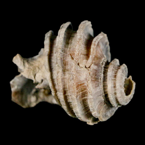 1.6" Ecphora Gardnerae Gastropod Fossil Shell Lee Creek Miocene Epoch North Carolina - Fossil Age Minerals