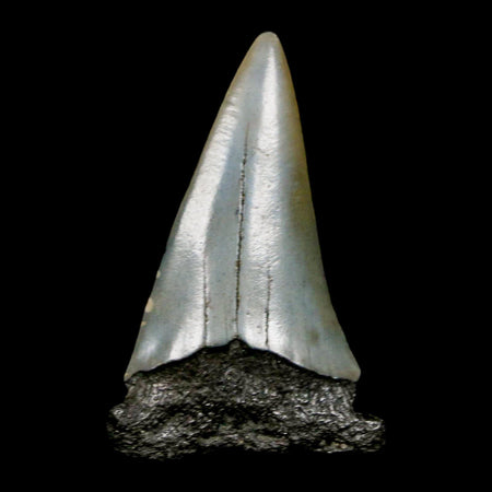 2" Quality Hastalis Mako Tooth Serrated Fossil Natural Miocene Age COA