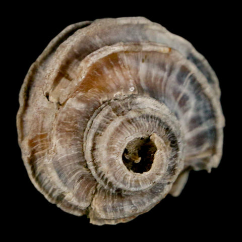 1.6" Ecphora Gardnerae Gastropod Fossil Shell Lee Creek Miocene Epoch North Carolina - Fossil Age Minerals
