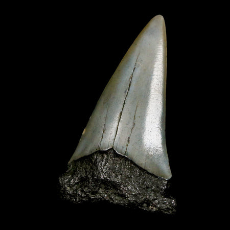 2" Quality Hastalis Mako Tooth Serrated Fossil Natural Miocene Age COA