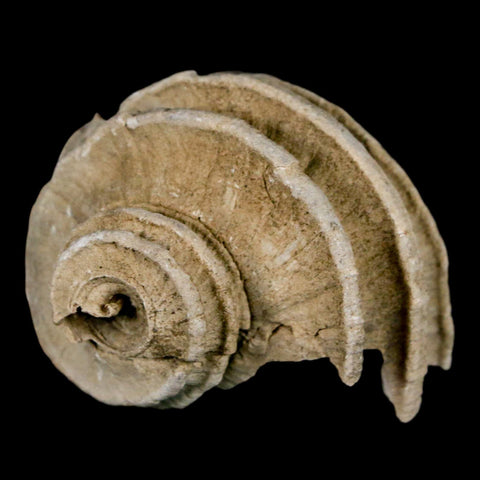 1.6" Ecphora Gardnerae Gastropod Fossil Shell Lee Creek Miocene Epoch North Carolina - Fossil Age Minerals