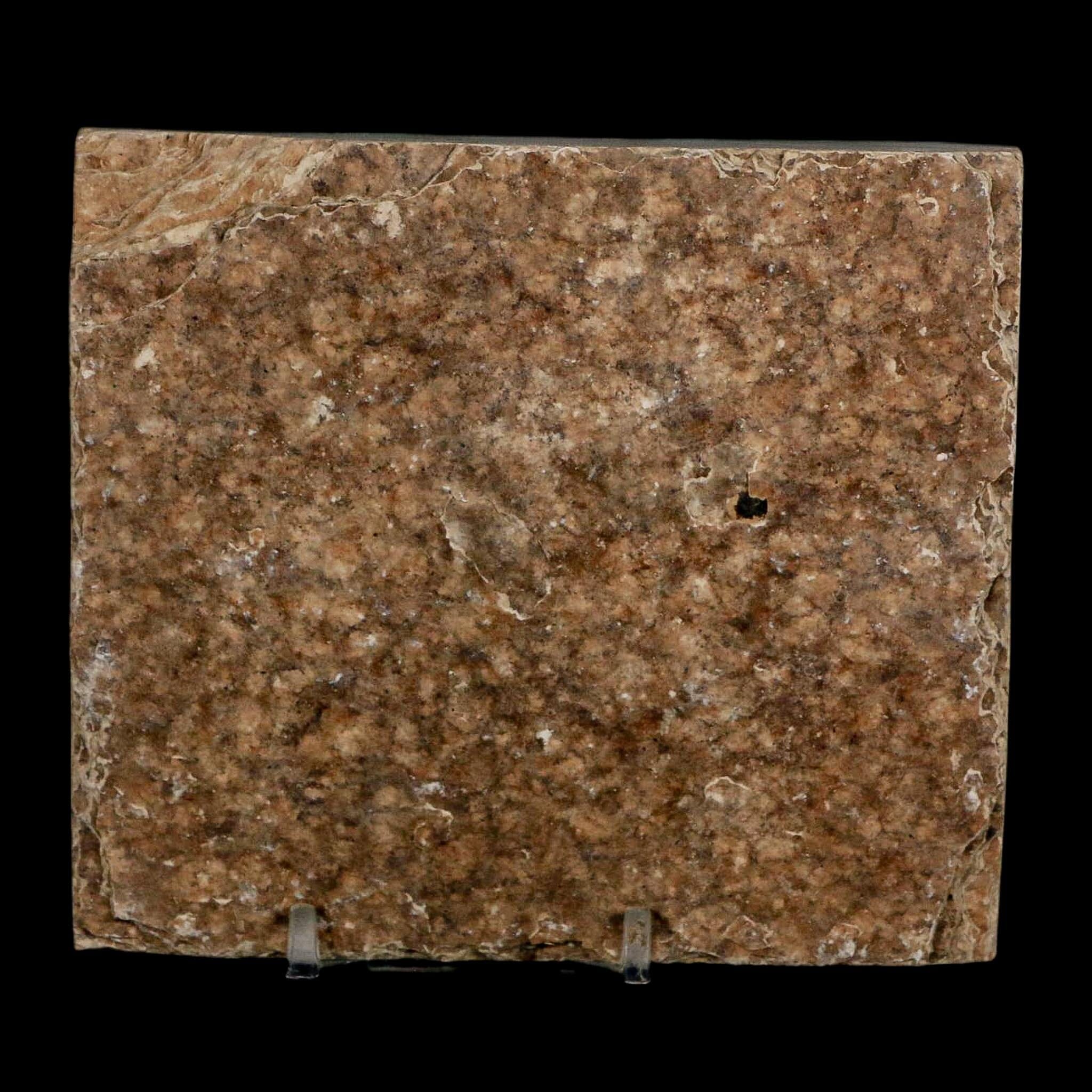 3.7" Diplomystus Dentatus Fossil Fish Green River FM WY Eocene Age COA, Stand - Fossil Age Minerals