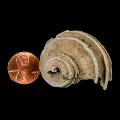1.6" Ecphora Gardnerae Gastropod Fossil Shell Lee Creek Miocene Epoch North Carolina - Fossil Age Minerals