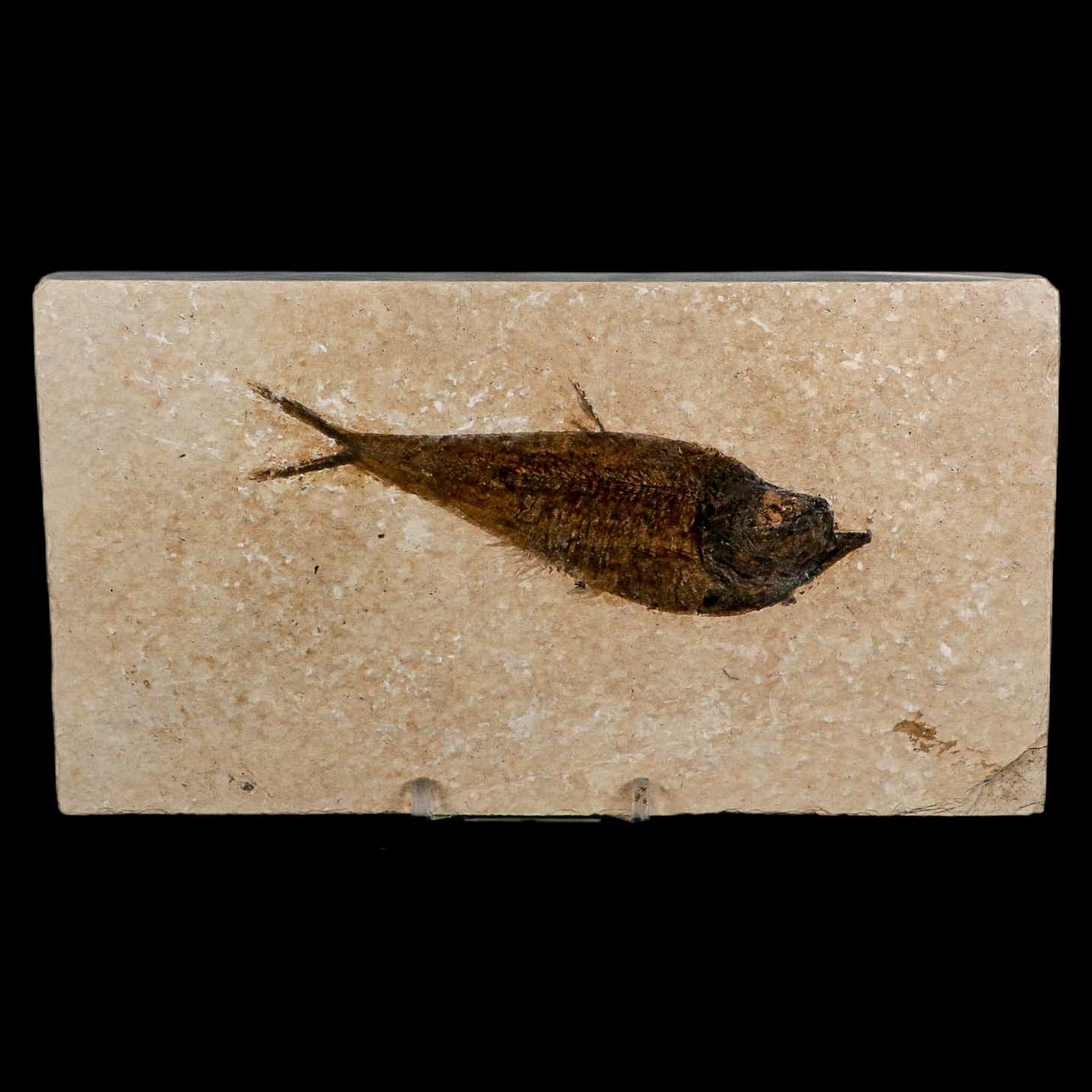 XL 4.5" Diplomystus Dentatus Fossil Fish Green River FM WY Eocene Age COA, Stand - Fossil Age Minerals