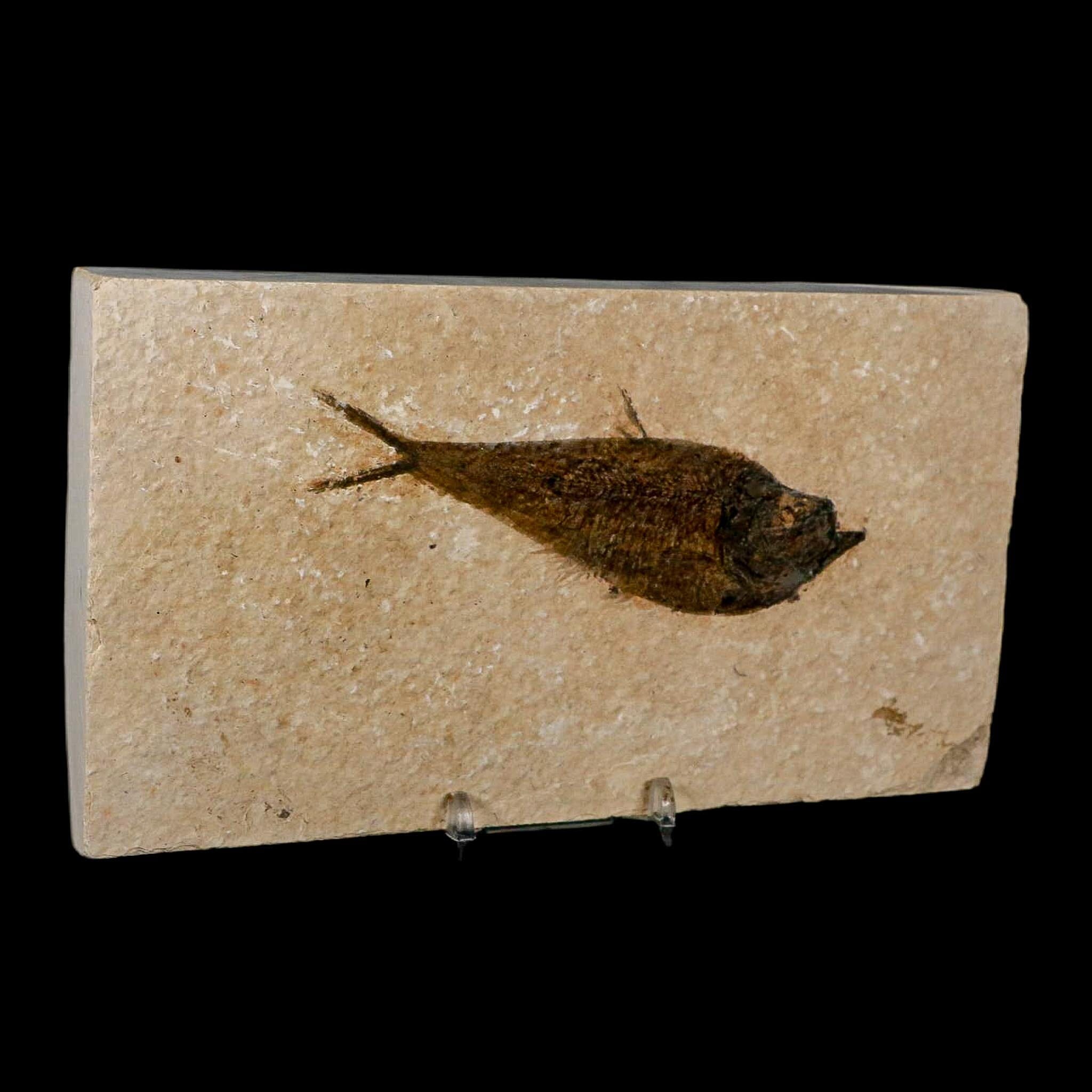 XL 4.5" Diplomystus Dentatus Fossil Fish Green River FM WY Eocene Age COA, Stand - Fossil Age Minerals