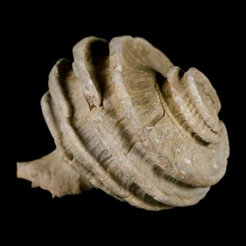 1.6" Ecphora Gardnerae Gastropod Fossil Shell Lee Creek Miocene Epoch North Carolina - Fossil Age Minerals