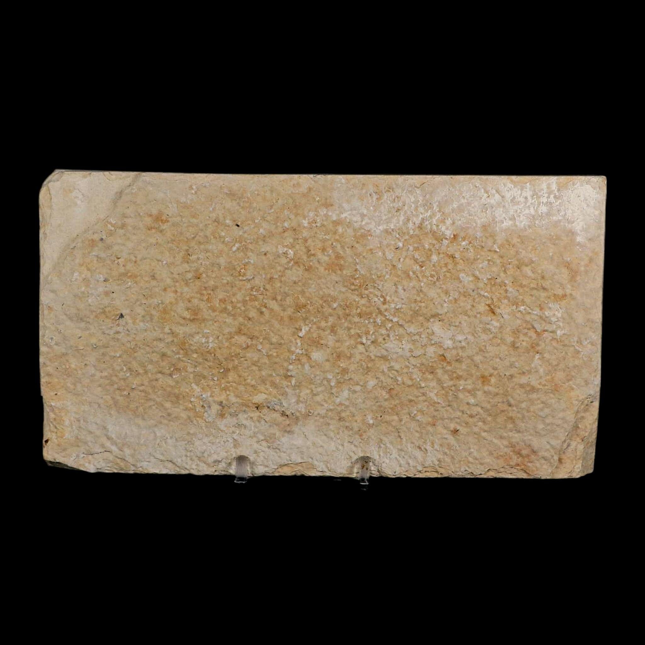 XL 4.5" Diplomystus Dentatus Fossil Fish Green River FM WY Eocene Age COA, Stand - Fossil Age Minerals