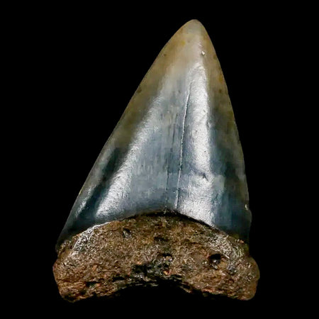 2" Quality Hastalis Mako Tooth Serrated Fossil Natural Miocene Age COA