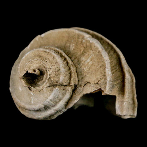 1.6" Ecphora Gardnerae Gastropod Fossil Shell Lee Creek Miocene Epoch North Carolina - Fossil Age Minerals