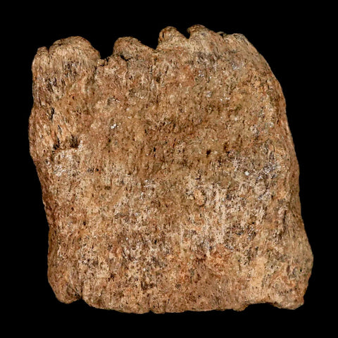 2.7" Triceratops Fossil Frill Bone Lance Creek FM Cretaceous Dinosaur Wyoming COA - Fossil Age Minerals