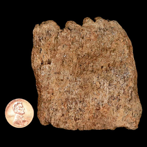 2.7" Triceratops Fossil Frill Bone Lance Creek FM Cretaceous Dinosaur Wyoming COA - Fossil Age Minerals