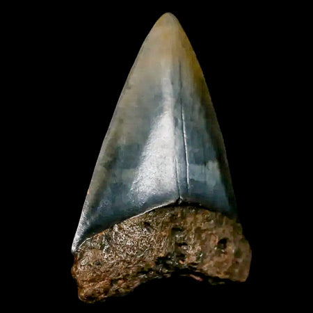 2" Quality Hastalis Mako Tooth Serrated Fossil Natural Miocene Age COA