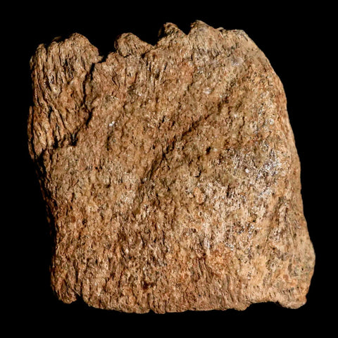 2.7" Triceratops Fossil Frill Bone Lance Creek FM Cretaceous Dinosaur Wyoming COA - Fossil Age Minerals