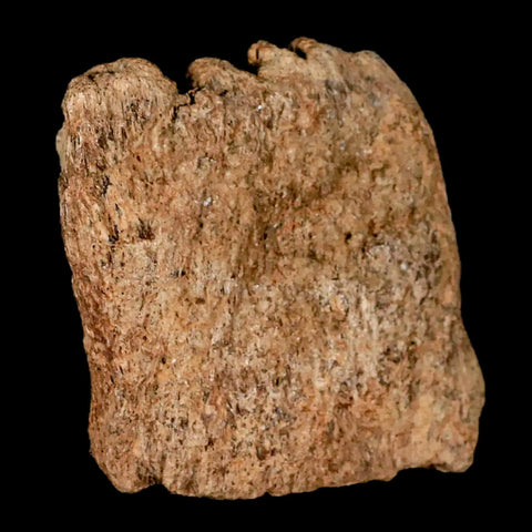 2.7" Triceratops Fossil Frill Bone Lance Creek FM Cretaceous Dinosaur Wyoming COA - Fossil Age Minerals