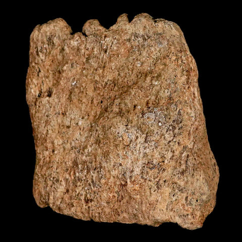 2.7" Triceratops Fossil Frill Bone Lance Creek FM Cretaceous Dinosaur Wyoming COA - Fossil Age Minerals