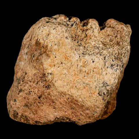 2.7" Triceratops Fossil Frill Bone Lance Creek FM Cretaceous Dinosaur Wyoming COA - Fossil Age Minerals