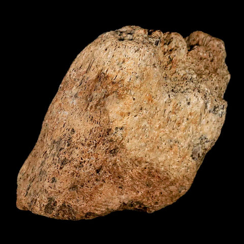 2.7" Triceratops Fossil Frill Bone Lance Creek FM Cretaceous Dinosaur Wyoming COA - Fossil Age Minerals