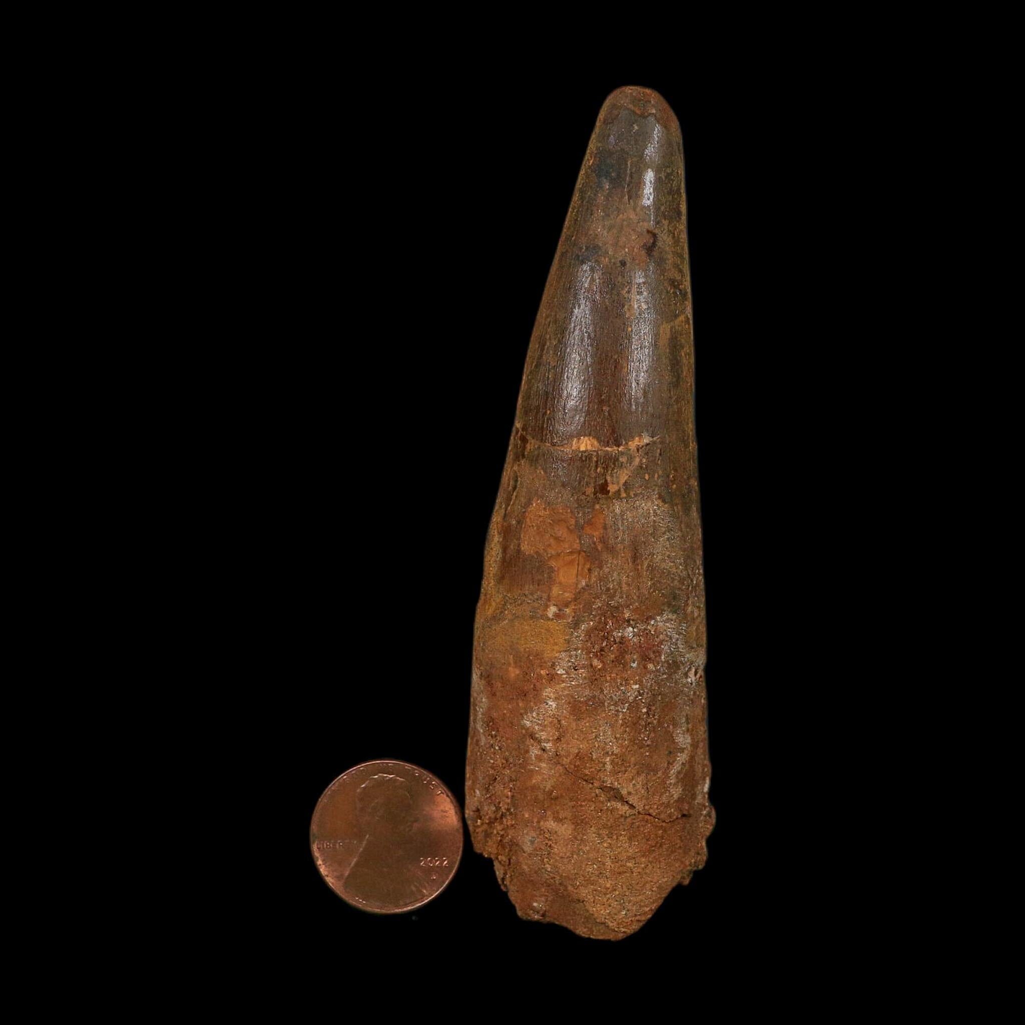 XL 4" Spinosaurus Fossil Tooth 100 Million Years Old Cretaceous Dinosaur COA
