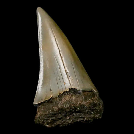 2.1" Quality Hastalis Mako Tooth Serrated Fossil Natural Miocene Age COA