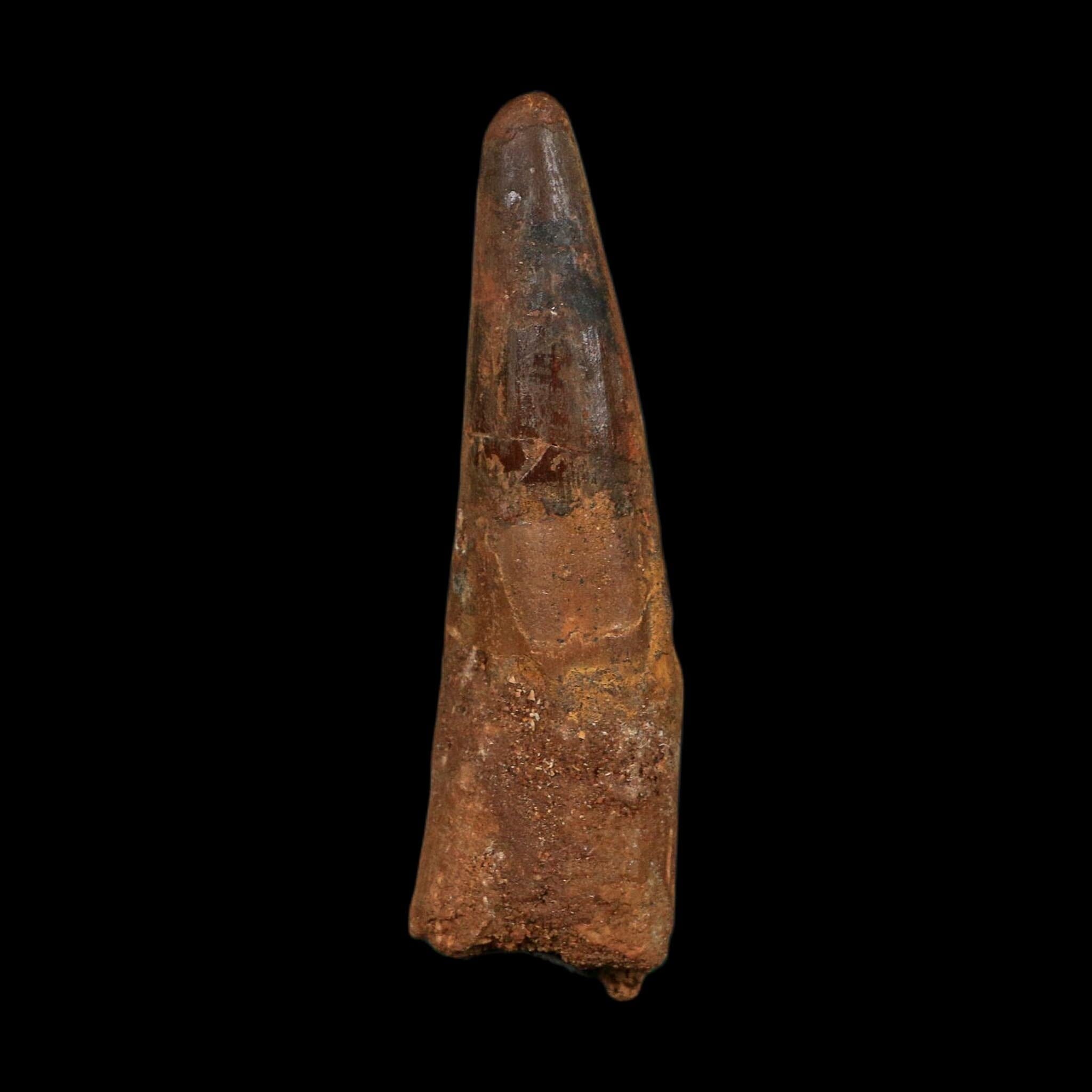 XL 4" Spinosaurus Fossil Tooth 100 Million Years Old Cretaceous Dinosaur COA