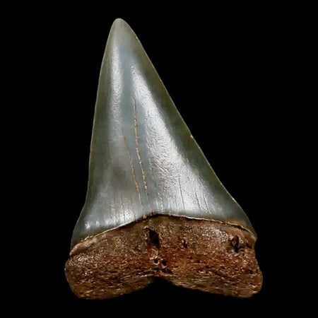 1.9" Quality Hastalis Mako Tooth Serrated Fossil Natural Miocene Age COA