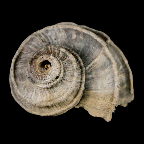 1.6" Ecphora Gardnerae Gastropod Fossil Shell Lee Creek Miocene Epoch North Carolina - Fossil Age Minerals