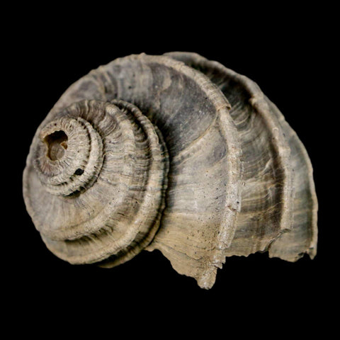 1.6" Ecphora Gardnerae Gastropod Fossil Shell Lee Creek Miocene Epoch North Carolina - Fossil Age Minerals