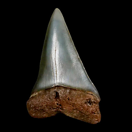 1.9" Quality Hastalis Mako Tooth Serrated Fossil Natural Miocene Age COA