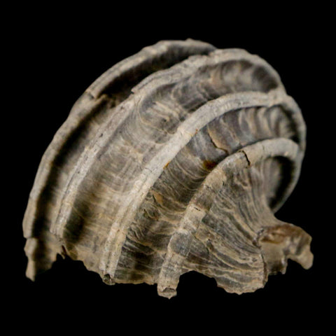 1.6" Ecphora Gardnerae Gastropod Fossil Shell Lee Creek Miocene Epoch North Carolina - Fossil Age Minerals