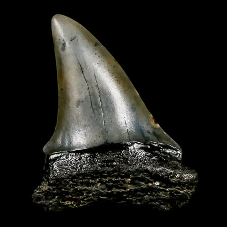 1.7" Quality Hastalis Mako Tooth Serrated Fossil Natural Miocene Age COA