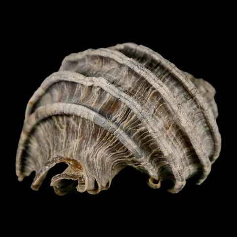 1.6" Ecphora Gardnerae Gastropod Fossil Shell Lee Creek Miocene Epoch North Carolina - Fossil Age Minerals
