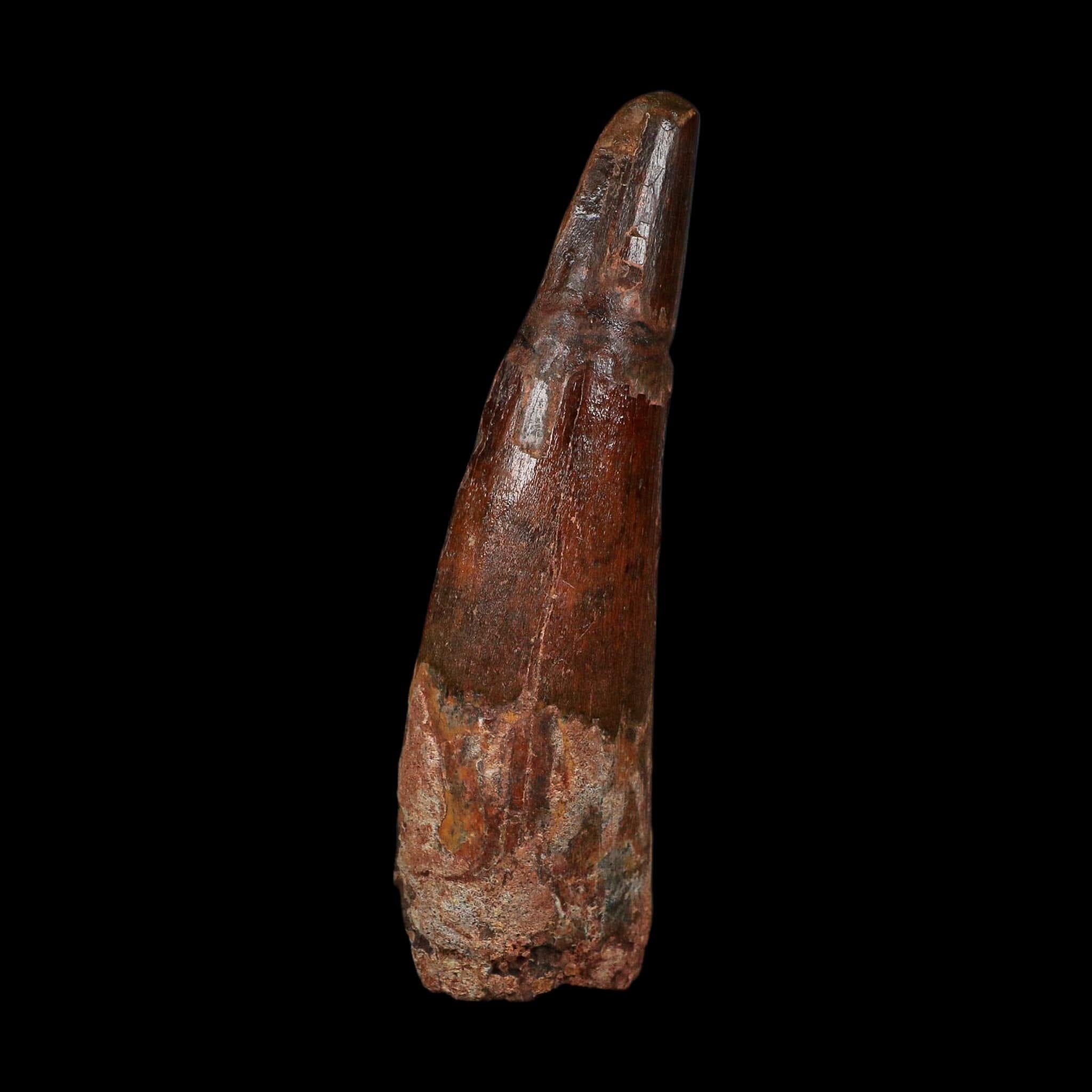 XL 3.6" Spinosaurus Fossil Tooth 100 Million Years Old Cretaceous Dinosaur COA