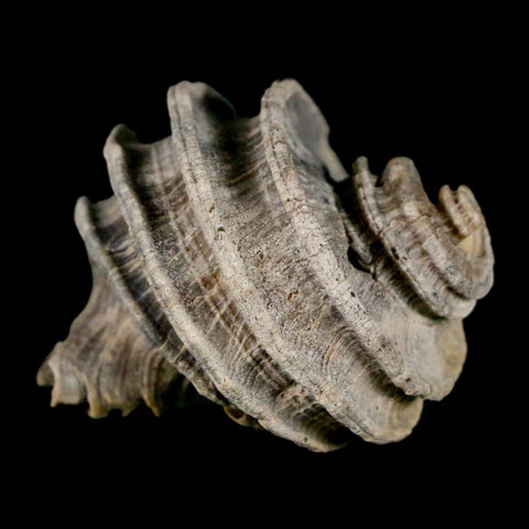 1.6" Ecphora Gardnerae Gastropod Fossil Shell Lee Creek Miocene Epoch North Carolina - Fossil Age Minerals