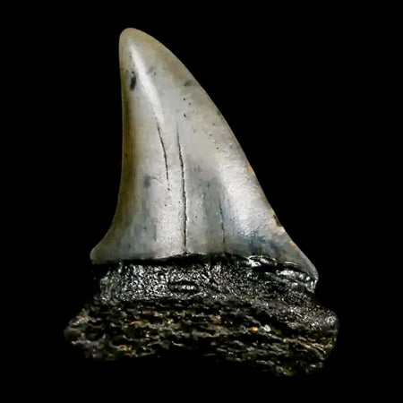 1.7" Quality Hastalis Mako Tooth Serrated Fossil Natural Miocene Age COA