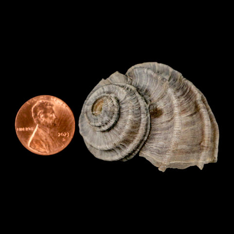 1.7" Ecphora Gardnerae Gastropod Fossil Shell Lee Creek Miocene Epoch North Carolina - Fossil Age Minerals
