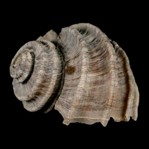 1.7" Ecphora Gardnerae Gastropod Fossil Shell Lee Creek Miocene Epoch North Carolina - Fossil Age Minerals