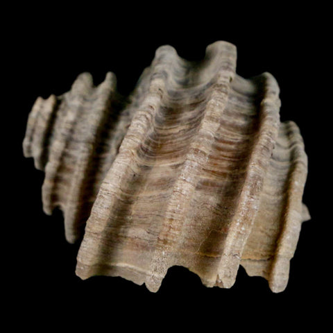1.7" Ecphora Gardnerae Gastropod Fossil Shell Lee Creek Miocene Epoch North Carolina - Fossil Age Minerals