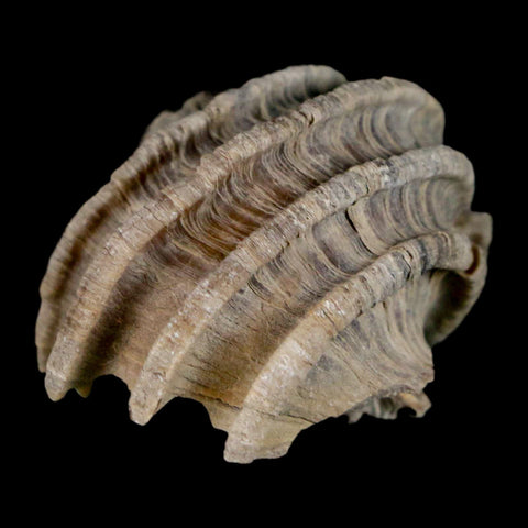 1.7" Ecphora Gardnerae Gastropod Fossil Shell Lee Creek Miocene Epoch North Carolina - Fossil Age Minerals