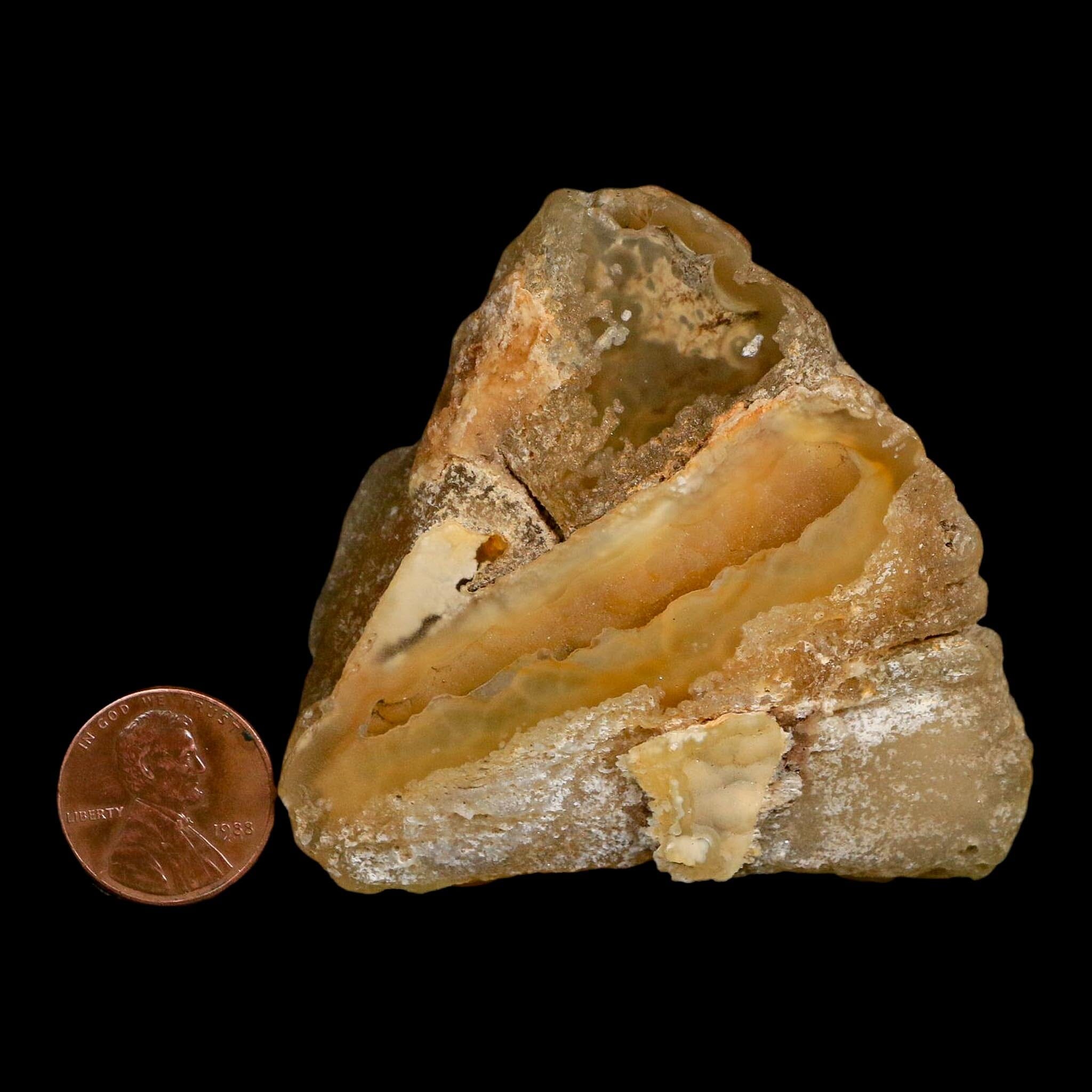 2.7" Agatized Coral Slab Fossil Oligocene and Miocene Epochs Withlacoochee River Florida - Fossil Age Minerals
