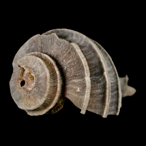 2" Ecphora Gardnerae Gastropod Fossil Shell Lee Creek Miocene Epoch North Carolina - Fossil Age Minerals