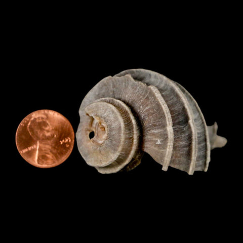 2" Ecphora Gardnerae Gastropod Fossil Shell Lee Creek Miocene Epoch North Carolina - Fossil Age Minerals