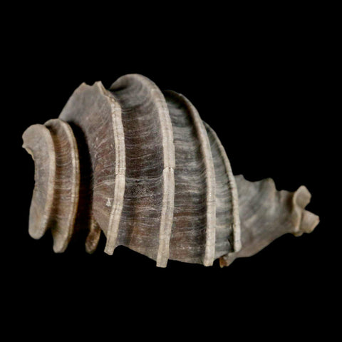 2" Ecphora Gardnerae Gastropod Fossil Shell Lee Creek Miocene Epoch North Carolina - Fossil Age Minerals