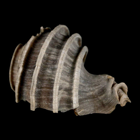 2" Ecphora Gardnerae Gastropod Fossil Shell Lee Creek Miocene Epoch North Carolina - Fossil Age Minerals