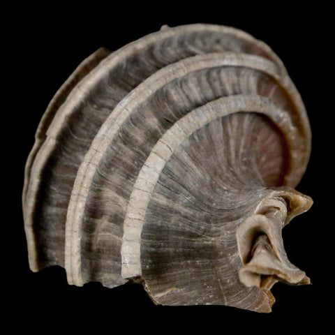 2" Ecphora Gardnerae Gastropod Fossil Shell Lee Creek Miocene Epoch North Carolina - Fossil Age Minerals