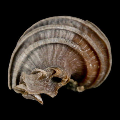 2" Ecphora Gardnerae Gastropod Fossil Shell Lee Creek Miocene Epoch North Carolina - Fossil Age Minerals
