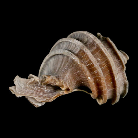 2" Ecphora Gardnerae Gastropod Fossil Shell Lee Creek Miocene Epoch North Carolina - Fossil Age Minerals